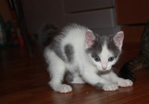 Играет с маминым хвостиком :)