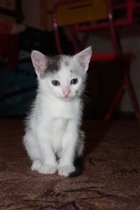 Величественная малышка!