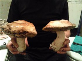 грибочки гиганты