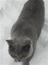 АХ! Зима, зима....