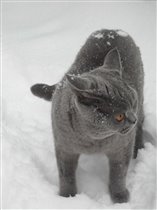 Снег кружится, летает, летает....