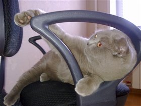 Брунтальный мужчина!!!! 6600 гр.!