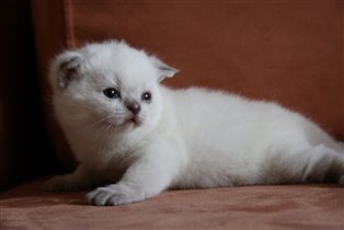 Марго-удивительная кошка редкого окраса лилак-поин