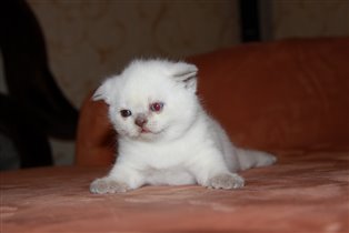 Забавная и удивительно нежная девочка