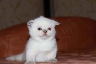 Три недельки