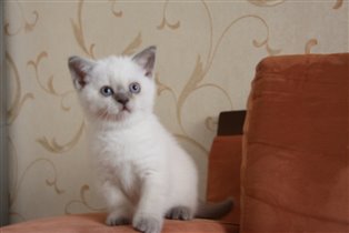 Голубоглазая красавица. 