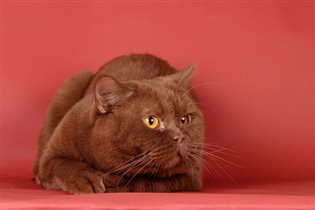 Папа малышки - кот редчайшего окраса ЦИННАМОН