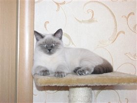 Мама - несравненная Бонни-Блу (окрас блю-поинт)