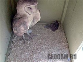 Веб-камера в гнезде сов