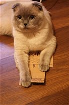 Папа  Вегас