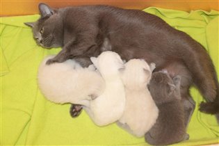 Мама с котятами