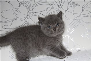 Плюшка зарезервирована Алексеем г. Москва