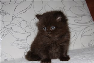 Шоко зарезервирован Евгением Олеговичем г. Москва