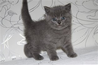 Лорд тоже зарезервирован