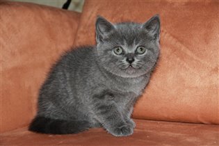 Мраморная киса теперь - Симона