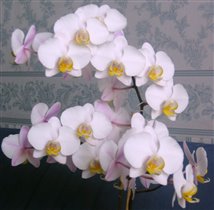моя любимая орхидея