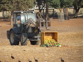 Сафари-парк 