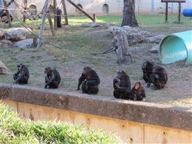 И кто кого рассматривает? Сафари-парк