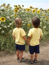 Цветочки мои жёлтенькие!