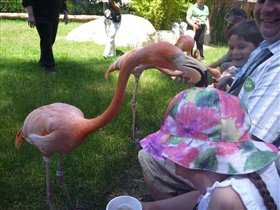 кормление фламинго