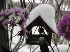 Синица И Орхидеи