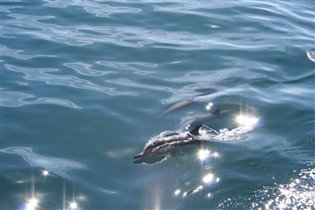 А дельфины добрые... Тихий Океан Newport Beach CA
