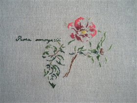 Rose moyesii