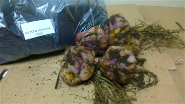 Состояние лилий на 22.02.2012