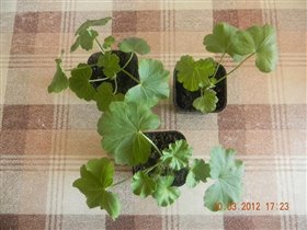 Продам укорененные черенки пелргонии
