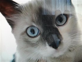 Кошка - Пуся