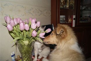 Мы тоже любим все прекрасное на  8 - марта.