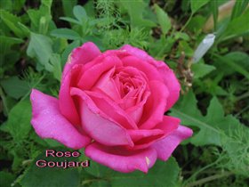rose goujard