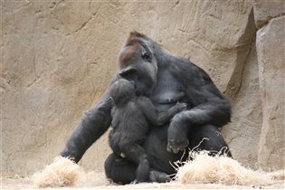 Сафари Парк Сан Диего Калифорния Апрель 2012