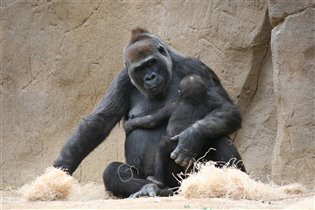 Сафари Парк Сан Диего Калифорния Апрель 2012