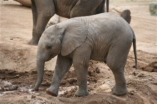 Сафари Парк Сан Диего Калифорния Апрель 2012