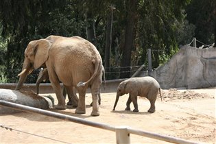 Сафари Парк Сан Диего Калифорния Апрель 2012