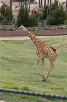 Сафари Парк Сан Диего Калифорния Апрель 2012