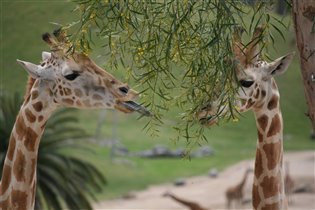 Сафари Парк Сан Диего Калифорния Апрель 2012
