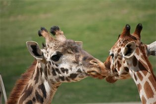 Сафари Парк Сан Диего Калифорния Апрель 2012