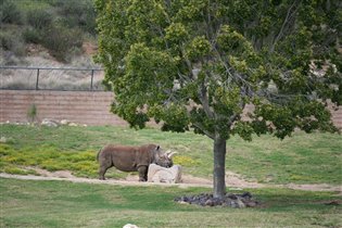 Сафари Парк Сан Диего Калифорния Апрель 2012