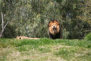 Сафари Парк Сан Диего Калифорния Апрель 2012