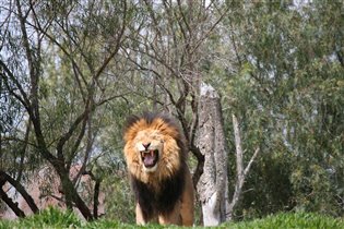 Сафари Парк Сан Диего Калифорния Апрель 2012