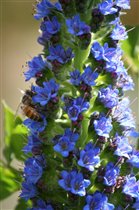 Сафари Парк Сан Диего Калифорния Апрель 2012