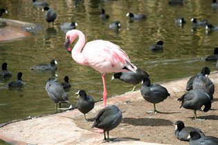 Сафари Парк Сан Диего Калифорния Апрель 2012