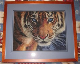 Голубоглазый тигр