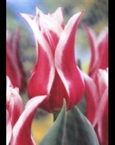 Tulip > Lily Flowering > Ballade