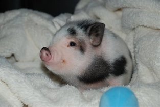 Ну как можно быть такой милой свиньёй?