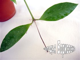 Hoya gracillis