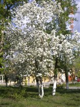 Цветующие деревья весной