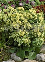 . Седум Sedum Sunkissed    